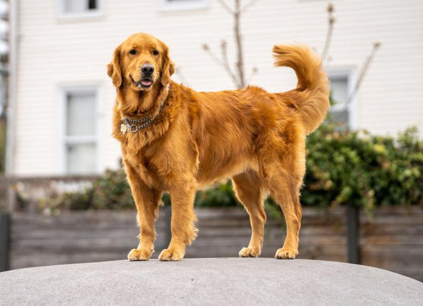 Dog