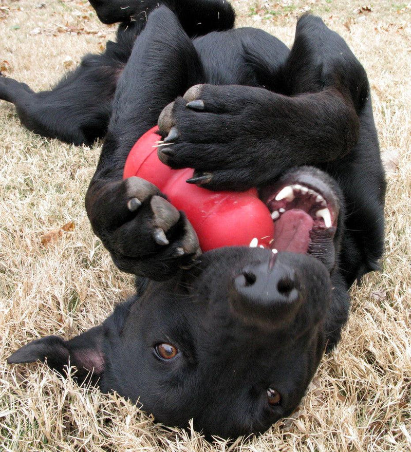 KONG Classic Dog Toy
