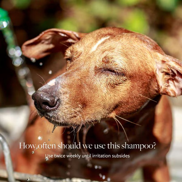 Veterinary Formula Clinical Care Antiseptic & Antifungal Medicated Shampoo