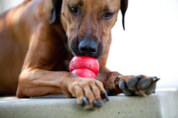 KONG Classic Dog Toy